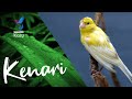 Kenari Betina Memancing Jantan Pancingan Ampuh Agar Cepat Gacor Masteran Kenari Betina Mp3 - Mp4 Download