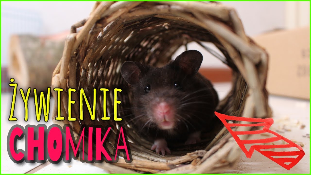 🐹 Spiżarnia Krecika | ŻYWIENIE CHOMIKA 🐹