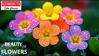 : Soft Piano Melodies with Beautiful Flowers and Bird Ambience | Nature Relaxation Video  #52