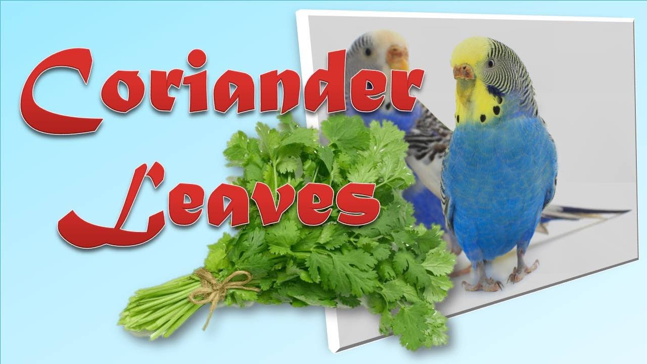 Budgies like eating coriander leaves YouTube