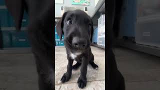 Teaching my foster puppies to sit ❤️