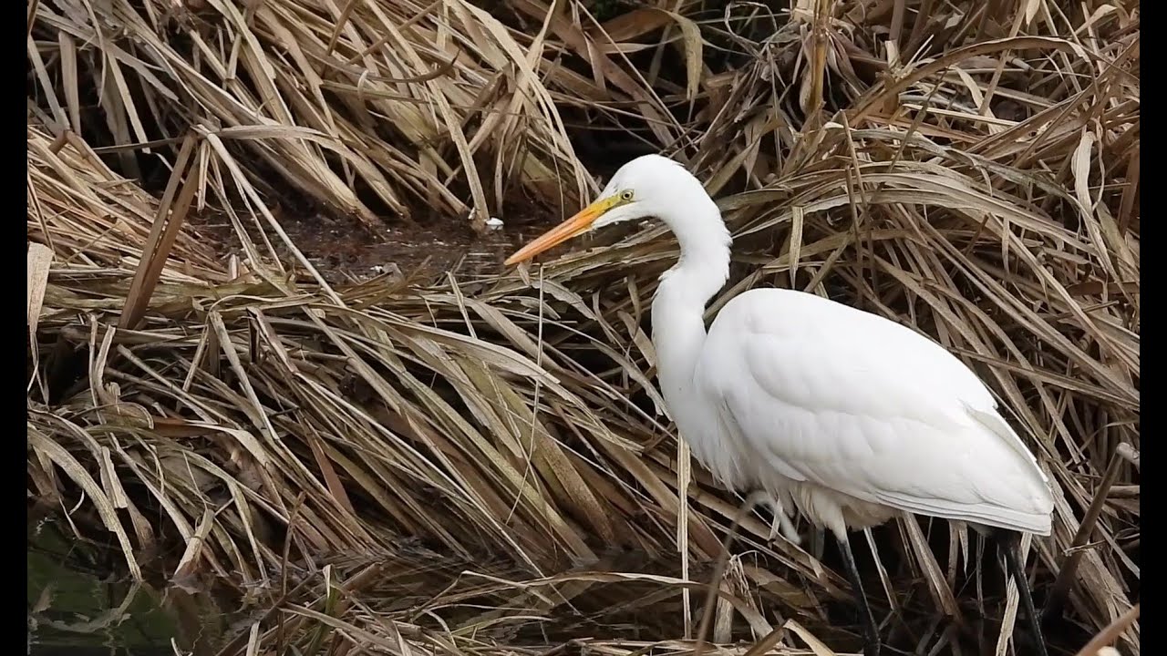A Difficult Meal : Great Egret Repeatedly Drops Its Crayfish Catch