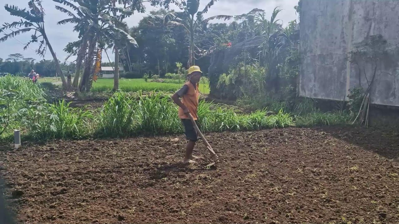 GENIUS FARMER TIPS: QUICKLY LEVELING RICE FIELDS USING SIMPLE TOOLS! -Agriculture Farming