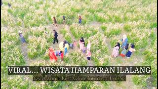 Download lagu LAGI VIRAL - WISATA ILALANG DESA GALIGUR KELUA TABALONG