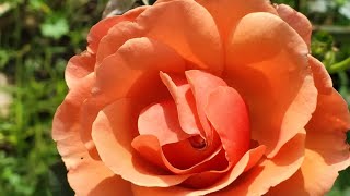 Morcom Rose Garden At Winter Place To Visit In Oakland California