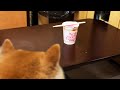 柴犬とカップ麺を３分待つための動画