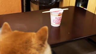 柴犬とカップ麺を３分待つための動画