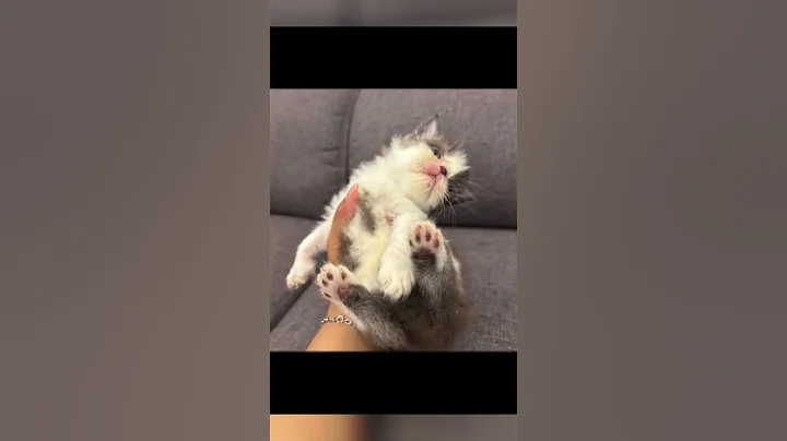 Video 11605261: persian kitten cats catlover, persian catlover kitten cute