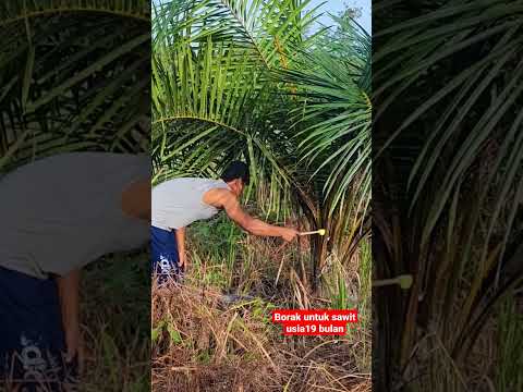 Video: Menghitung Tarif Aplikasi Pupuk - Tips Menerapkan Pupuk Di Kebun