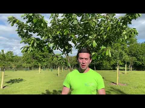 Vidéo: Lutte contre la tordeuse : comment se débarrasser des tordeuses des rosiers