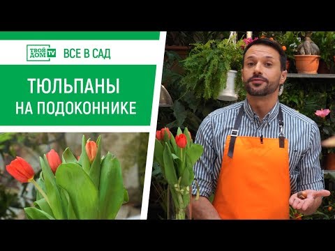 Как вырастить тюльпаны в домашних условиях | Все в сад