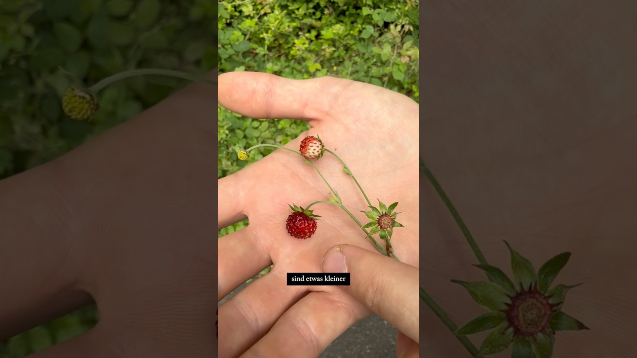 Walderdbeere oder Erdbeerfingerkraut - schaut genau!