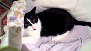 Chat Fou Qui Pete Encore Les Plombs Crazy Funny Lol Cat Youtube Chat Fou Qui Pete Encore Les Plombs Crazy Funny Lol Cat Youtube