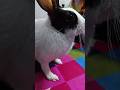 🏠 Pet Rabbit Daily Life | Cute Animal Short 🐇 #petrabbit #animals #shorts