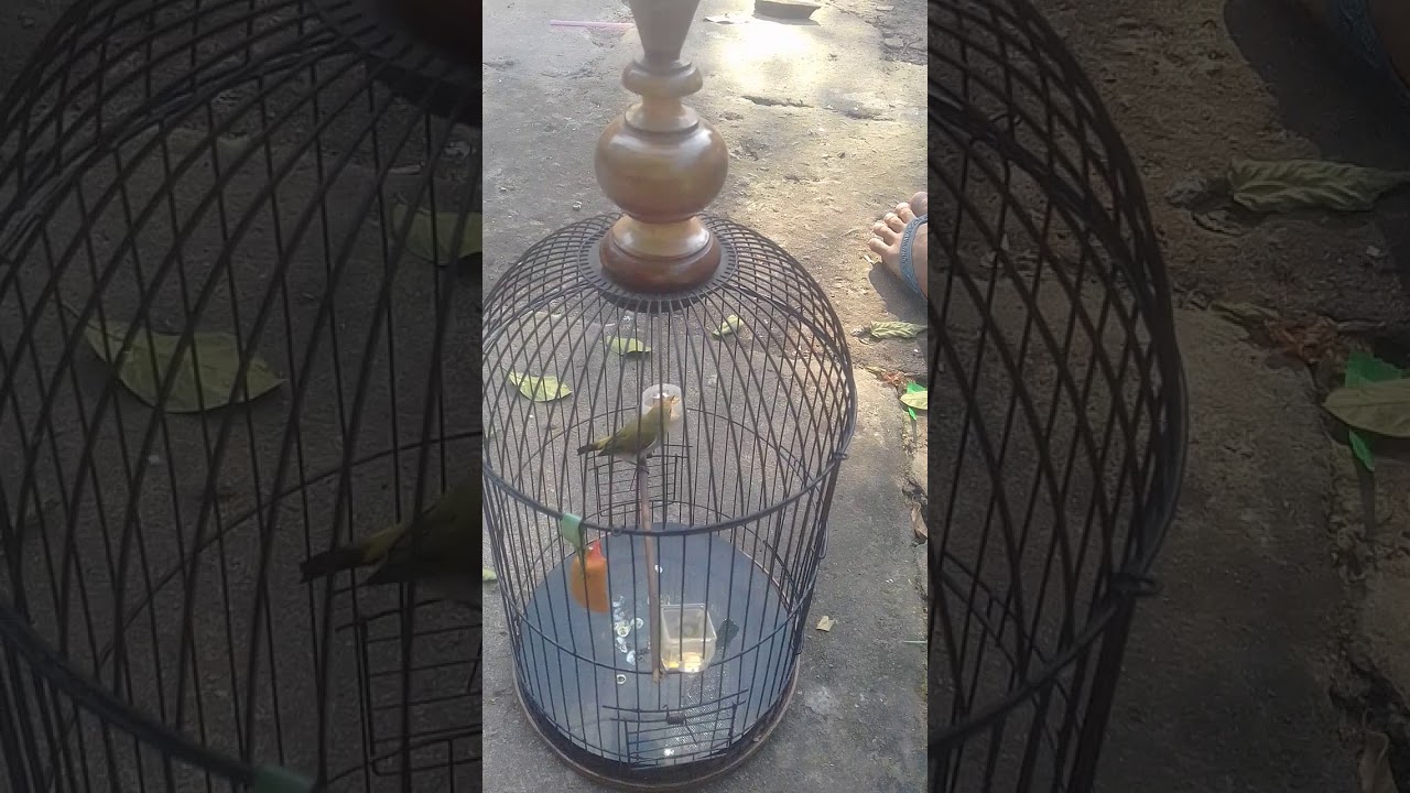 Buktom cikande juara depan rumah