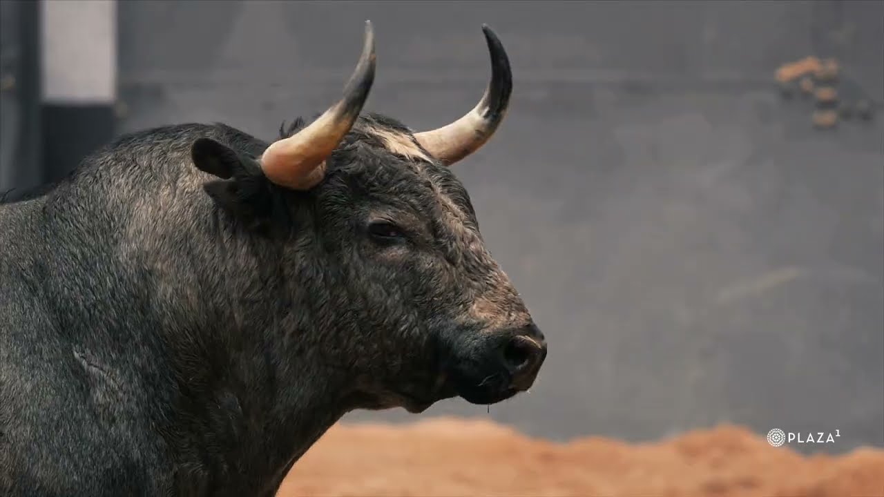 Sorteados los toros de Valdellán para la corrida de toros del Domingo de Ramos en Las Ventas
