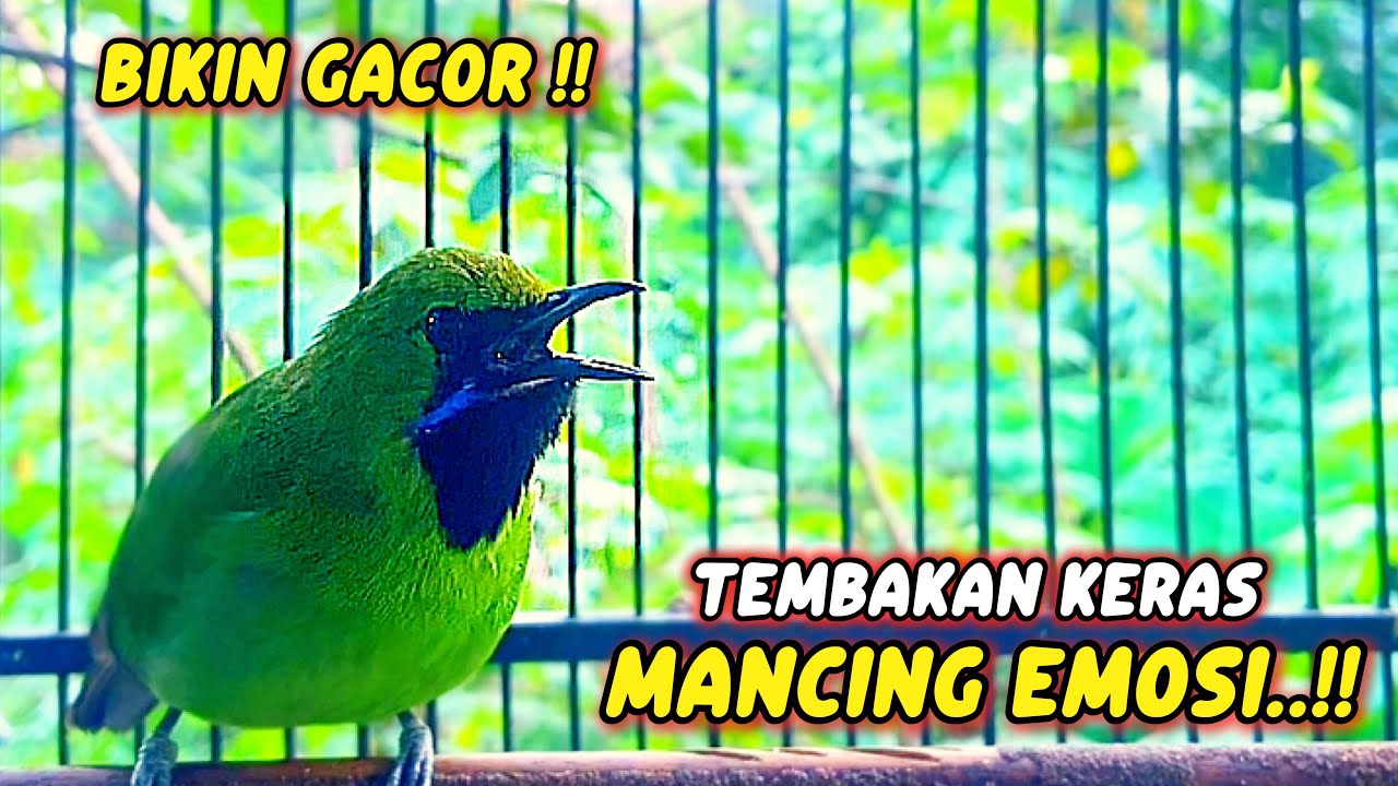 Cucak ijo mini gacor 💯 Pancingan paling cepat jomin bahan agar rajin bunyi 💯ampuh