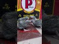 Indian Ringneck baby parrots @VloggingwithIHM #4 week old baby parrots #hand feeding parrots