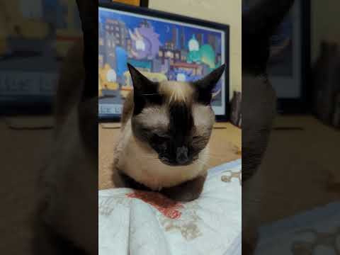 シャム猫の香箱座り - cats loaf - #Shorts