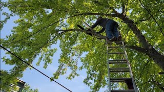 Vauv Hmoob Meska txoj hauj lwm 2 phav dolas ($2000). My $2000 job. How I cut a huge tree down