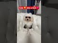 The Fashionista Dog 🐕😎😍 #cutedog #fashionabledog #youtubevideo #shorts