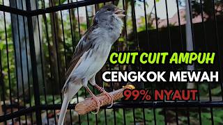 Kenari Gacor  Cuit Cuit Birahi Suara Kenari Masteran Terbaik Untuk Pancingan U0026 Masteran Kenari Paud