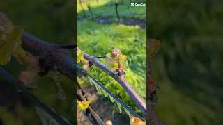 #helada #naturaleza #viñedo #uvas