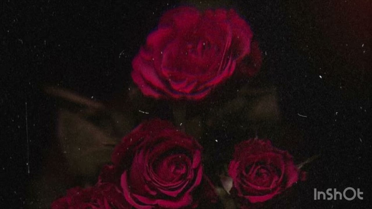 SOMO - ROSES