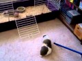 Skinny pig scurrying