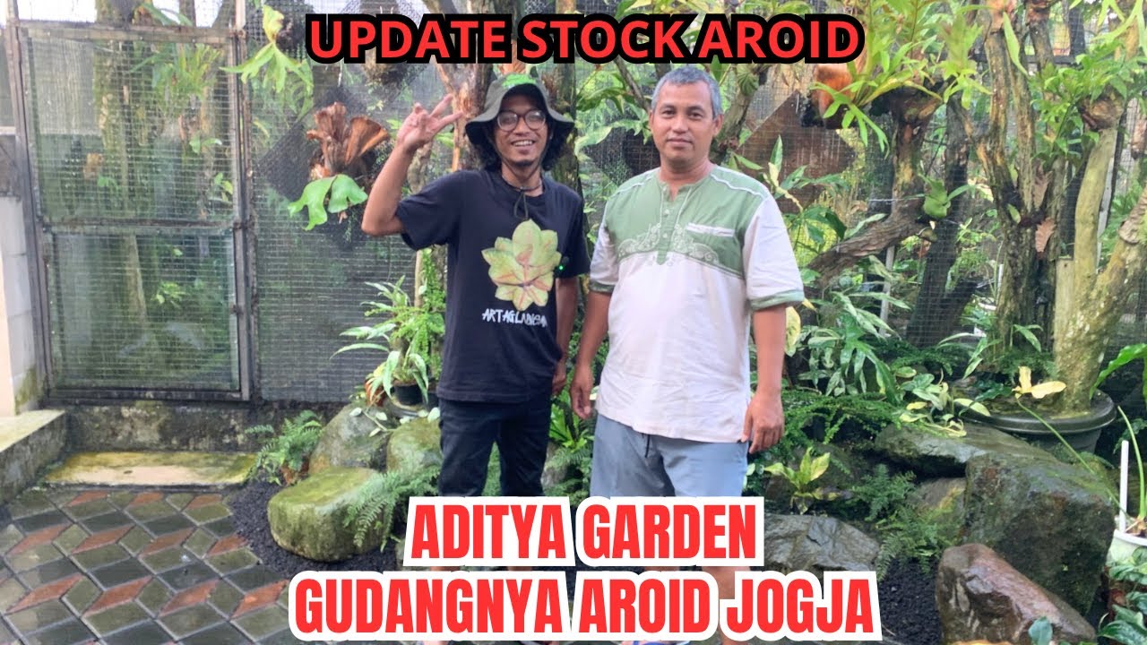 Update stock aroid di kebun aditya garden, stock terbatas yang cepat yang dapat 
