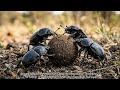 Daily Animal – Episode 197: Dung Beetle – The Relentless Roller of Survival