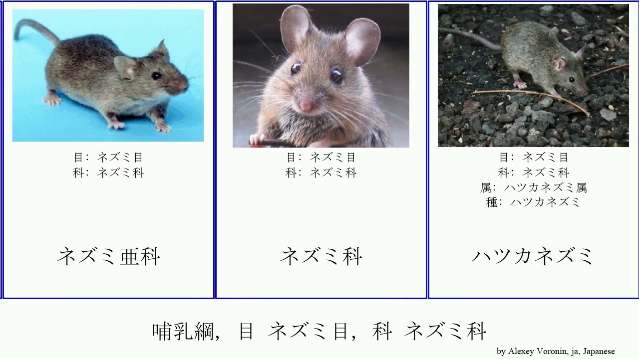 哺乳綱 目 ネズミ目 科 ネズミ科 Mammal ヒメネズミ ドブネズミ Haugen キャンベルハムスター ロングテイルホップマウス アカネズミ属 オオミズネズミ ハツカネズミ属 メロミス属 Youtube
