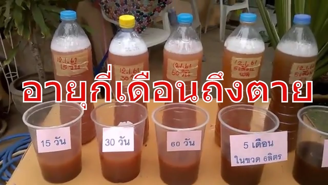 จุลินทรีย์สังเคราะห์แสง กี่เดือนเชื้อถึงตาย I เกษตรปลอดสารพิษ