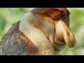 Proboscis Monkeys: Adaptations and Behavior
