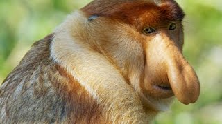 Why Do These Monkeys Have Such Outrageous Noses?