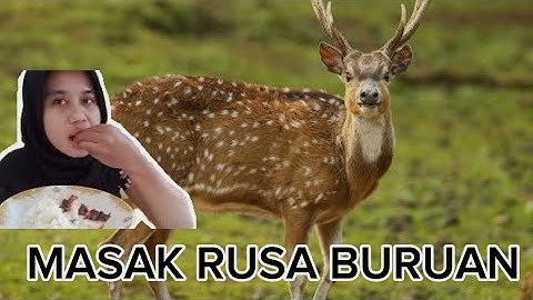 Vlog 10 memasak daging rusa dengan bumbu rahasia indonesia
