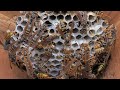 アシナガバチの巣 Paper wasp nest