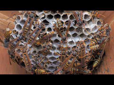 アシナガバチの巣 Paper wasp nest