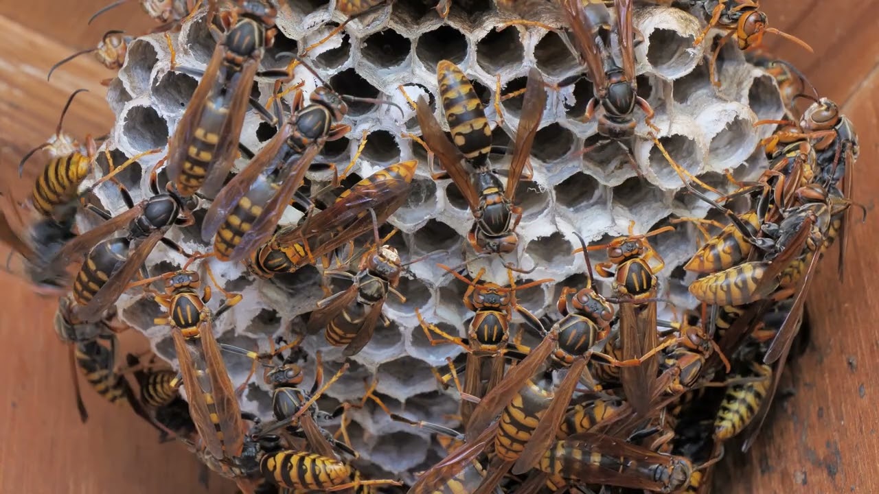 アシナガバチの巣 Paper wasp nest
