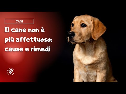 Video: Cane non affettuoso