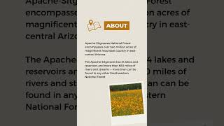 Hidden Gems of the National Forest System: Apache-Sitgreaves National Forest 💎 #shorts