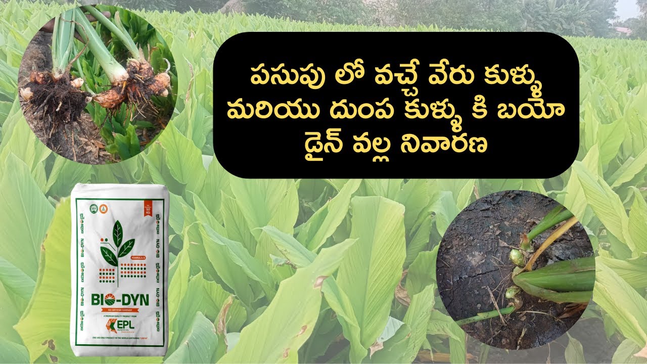 సేంద్రీయ ఎరువు ద్వారా పసుపు సాగు Part-2 | Bio-Dyn Natural Fertilizer 9563228888