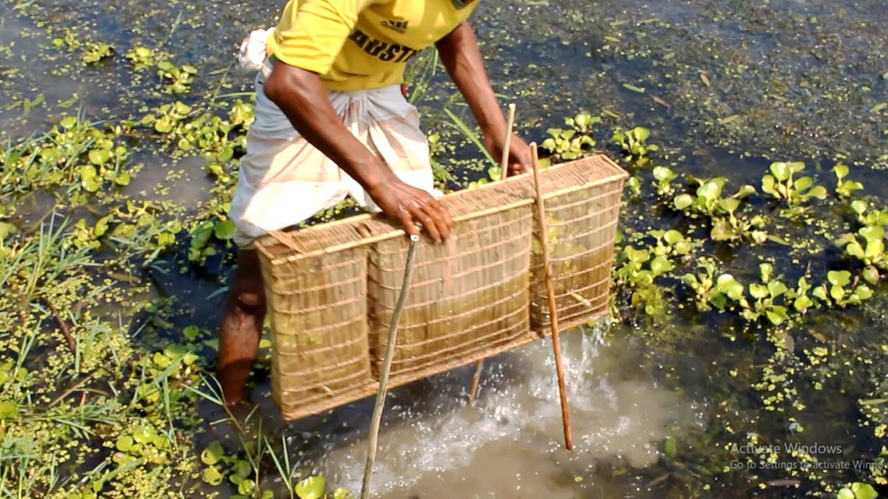Fish Trapping In Bamboo Cage - Traditional Village Fishing - Tiny Fish Catching System In Village