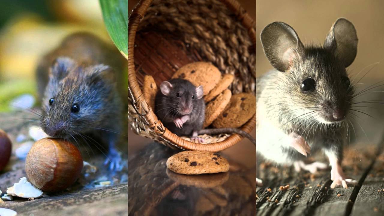 Rodent Control 916-226-4836 Natomas CA 95833 Ant Control