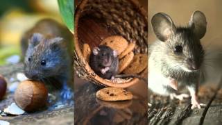 Rodent Control 916-226-4836 Natomas CA 95833 Ant Control
