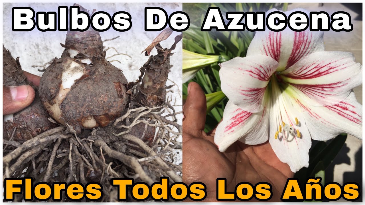 Como Sembrar BULBOS de AZUCENA (Hippeastrum amarillys) en macetas!!