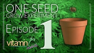 Germination and Sprouting - EP1 - One Seed Experiment