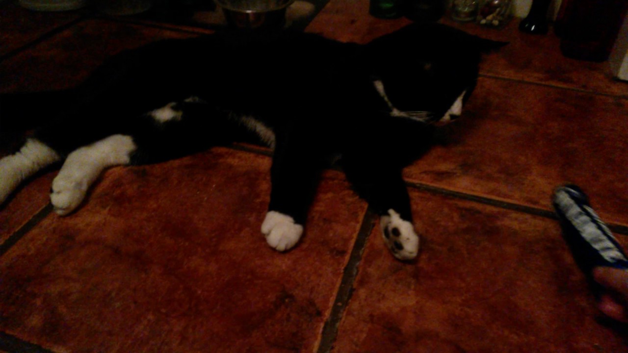 Too Cool for Catnip Dynamite YouTube