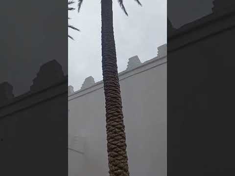 ودعنا ضريح سيد بليوط