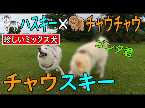【チャウスキー】ハスキーとチャウチャウの珍しいミックス犬に出逢いました